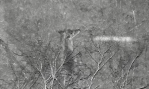 Thermal drone deer survey in Texas